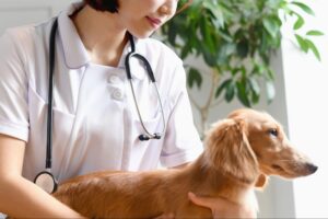動物病院の業界動向｜M&Aが注目される背景も解説
